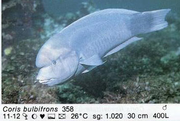 Coris bulbifrons